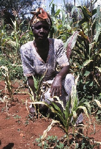 Kenyan farmer with corn plant stunted by Striga (witchweed) in foreground and corn with seed coating technology to the right and in the background.